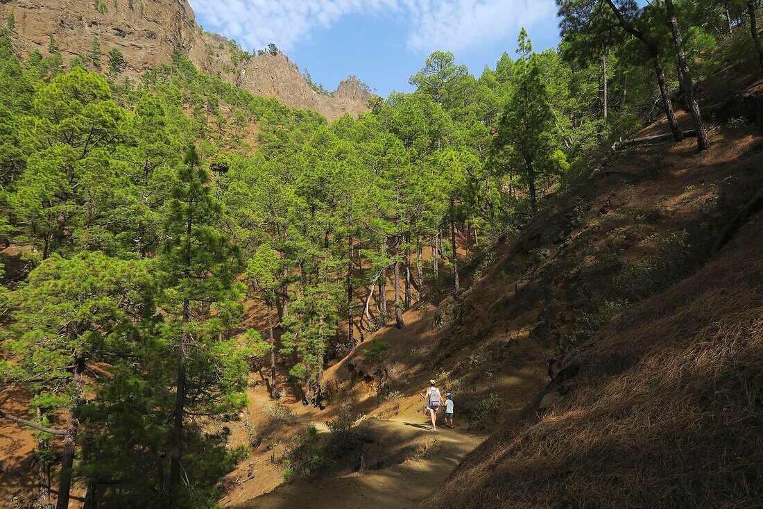 Spain, Canary Islands, Palma Island, Caldera de Taburiente National Park, hiker on a path in the middle of the Canarian pines and at the foot of a steep massif