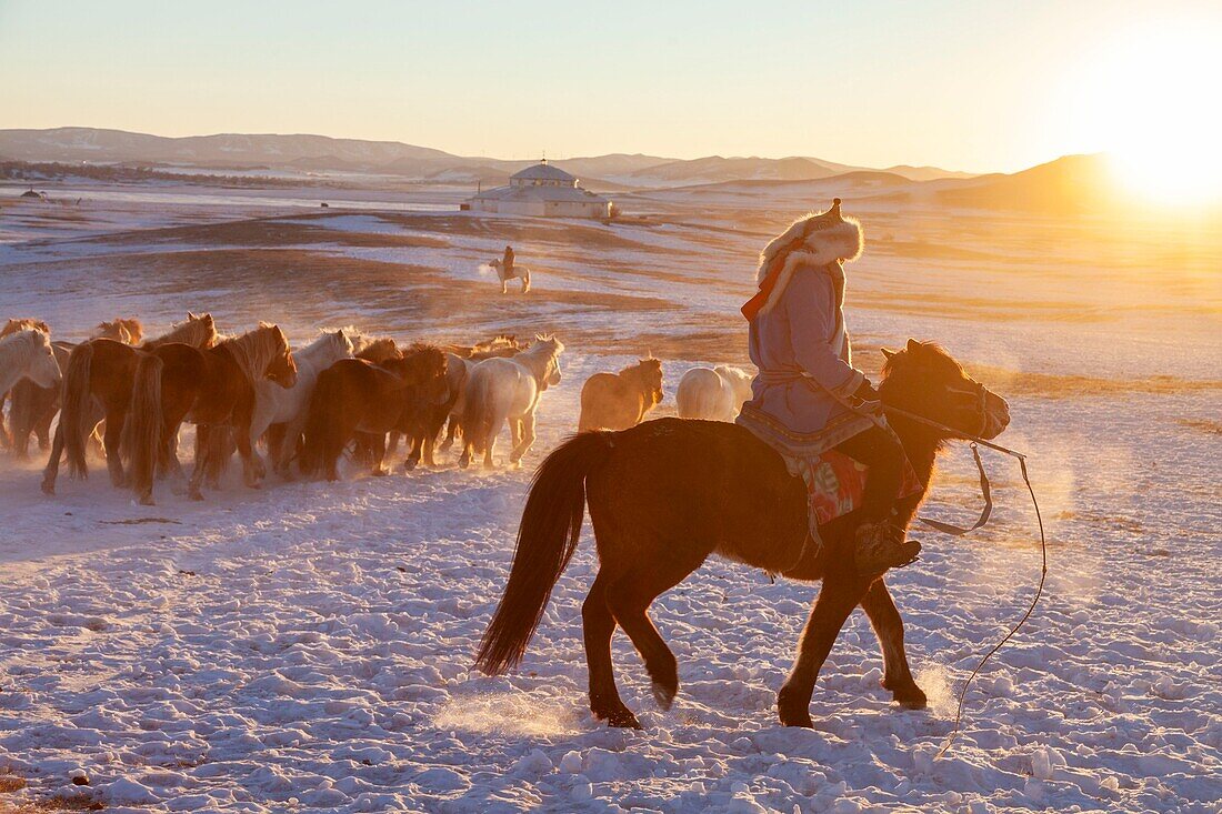 China, Innere Mongolei, Provinz Hebei, Zhangjiakou, Bashang-Grasland, mongolische Reiter führen einen Trupp von Pferden an, die auf einer schneebedeckten Wiese laufen