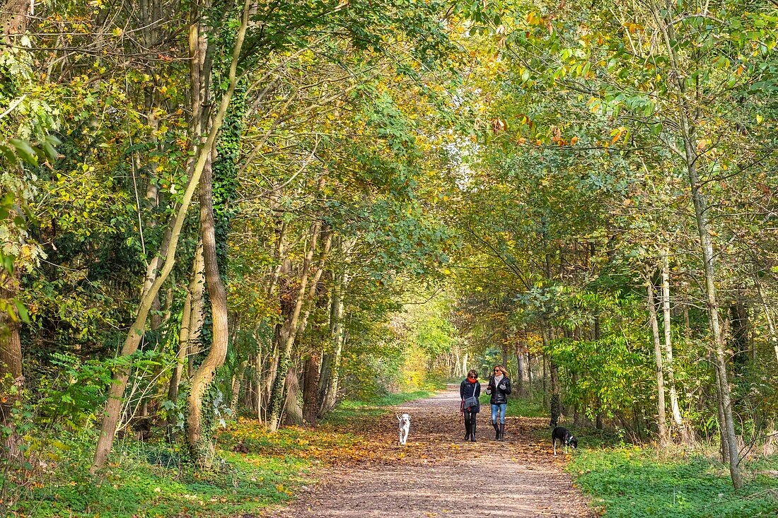 Frankreich, Paris, der Bois de Boulogne im Herbst