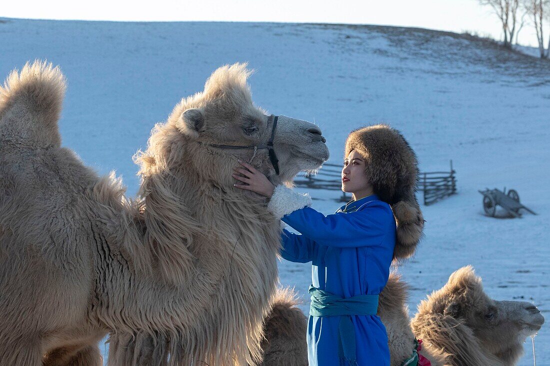 China, Inner Mongolia, Hebei Province, Zhangjiakou, Bashang Grassland, Woman with camel caravan of Bactrian camel (Camelus bactrianus)