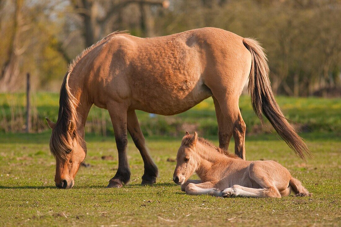 France, Somme, Baie de Somme, Saint-Quentin-en-Tourmont, Henson mare and foal in marsh, this breed was created in the Bay of Somme for equestrian walk and eco-grazing