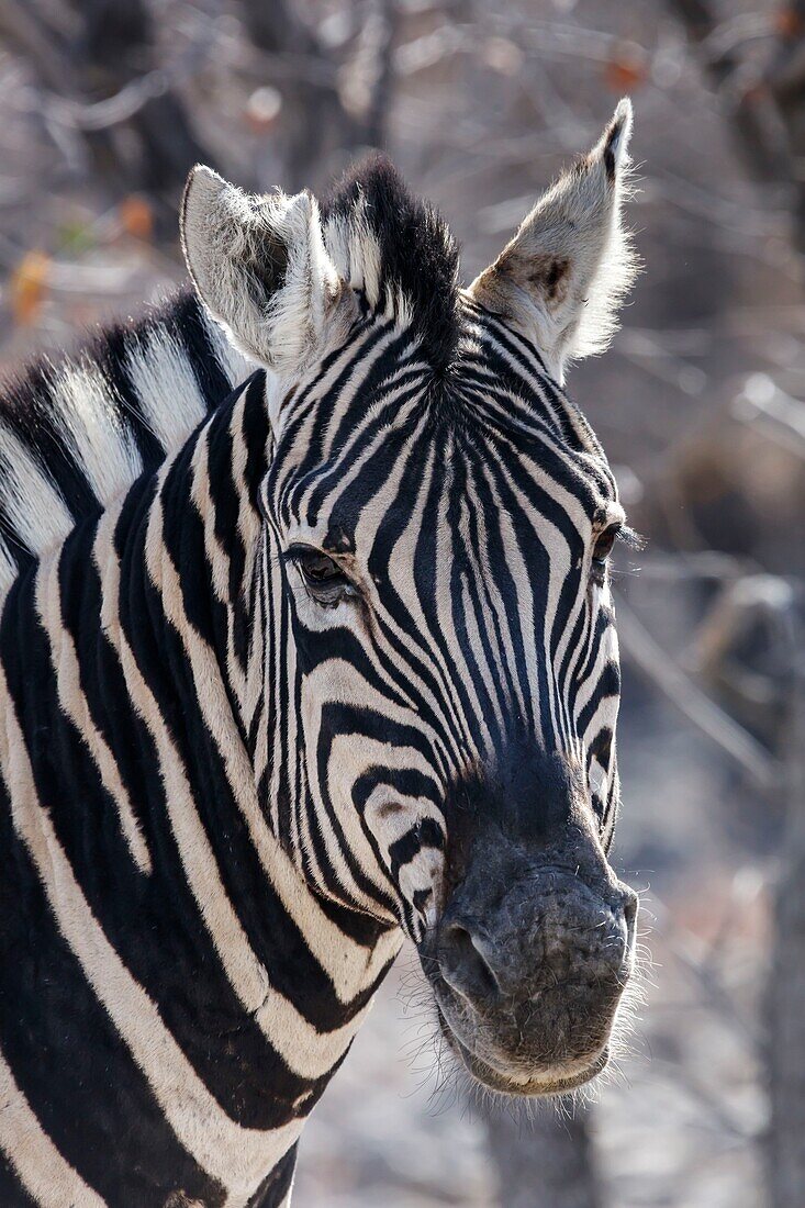 Namibia, Oshikoto province, Etosha National Park, Burchell's zebra (Equus quagga burchellii)