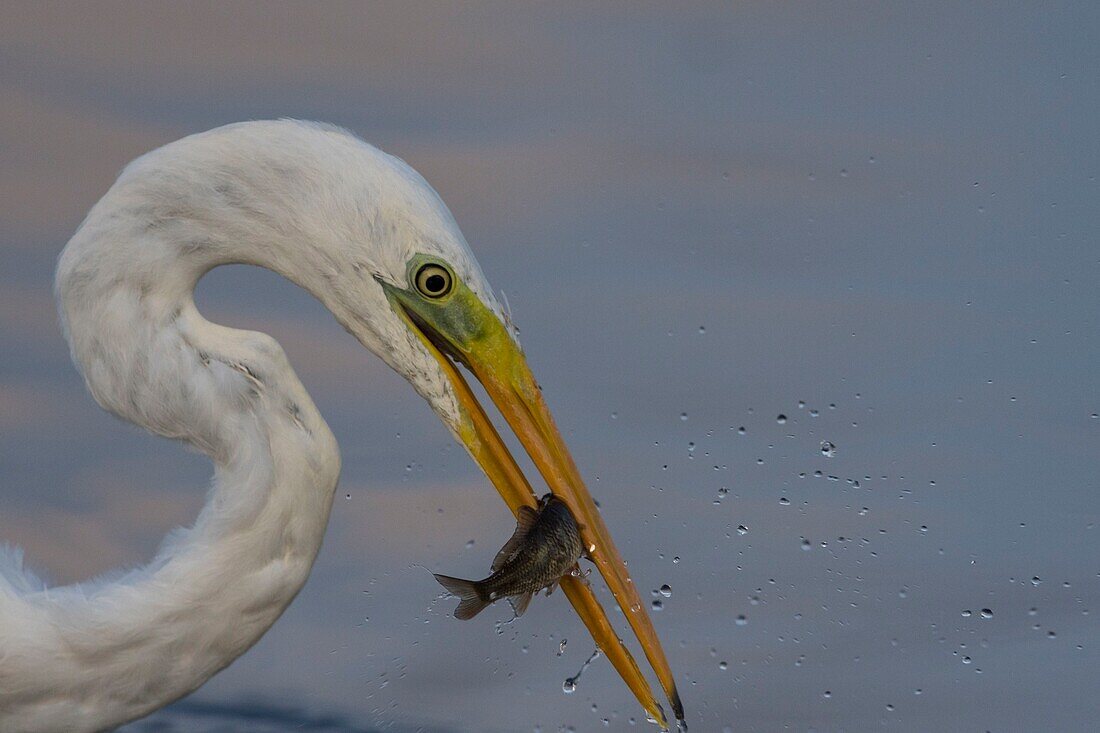 France, Somme, Somme Bay, Le Crotoy, Crotoy marsh, Great Egret fishing (Ardea alba)