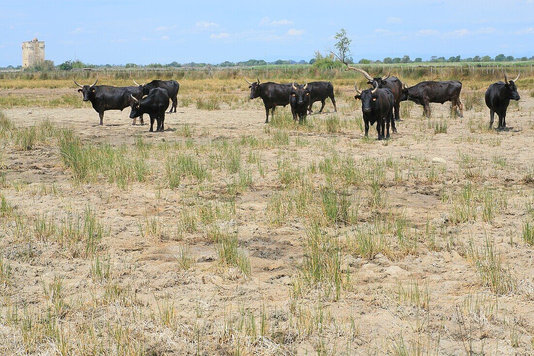 France, Gard, Petite Camargue, Vauvert, Mas de la paix, herd of bulls with the Carbonniere tower at the bottom