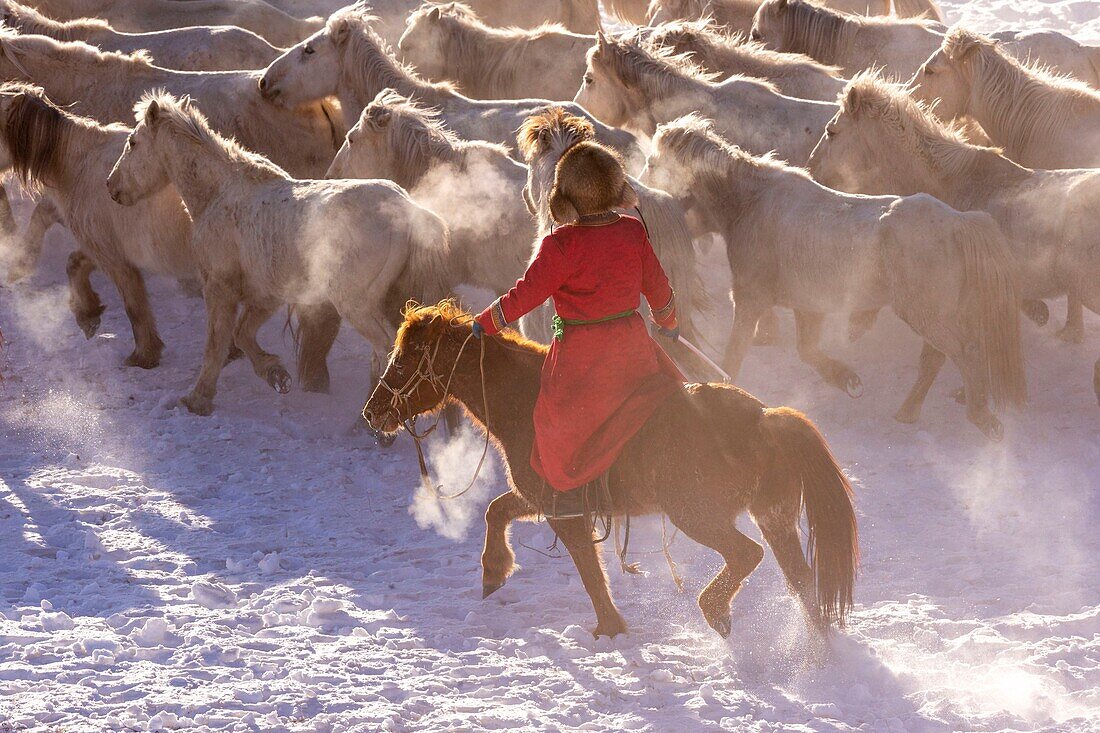 China, Innere Mongolei, Provinz Hebei, Zhangjiakou, Bashang-Grasland, mongolische Reiter führen eine Gruppe von Pferden, die auf einer schneebedeckten Wiese laufen