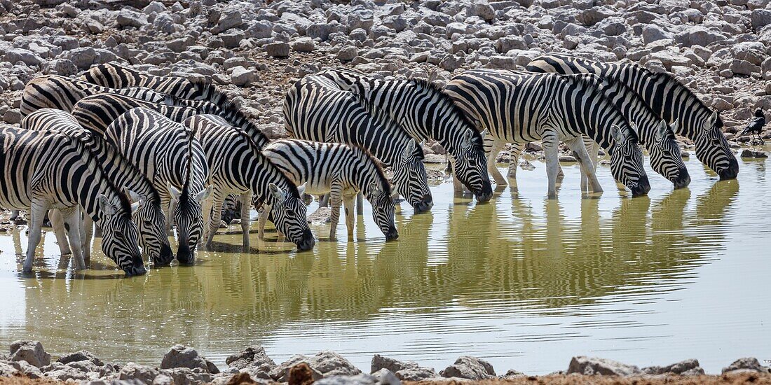 Namibia, Oshikoto province, Etosha National Park, Burchell's zebras (Equus quagga burchellii) drinking at a water hole