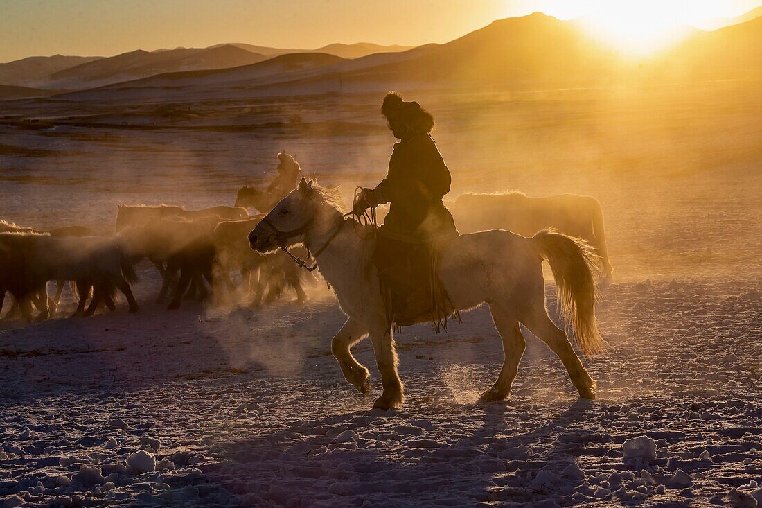 China, Innere Mongolei, Provinz Hebei, Zhangjiakou, Bashang-Grasland, mongolische Reiter führen einen Trupp Pferde auf einer verschneiten Wiese