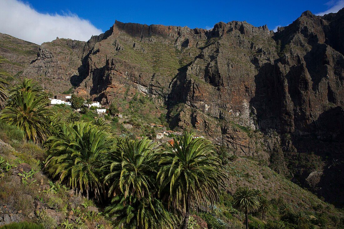 Spain, Canary Islands, Tenerife Island, Masca, ravine from which palm trees emerge