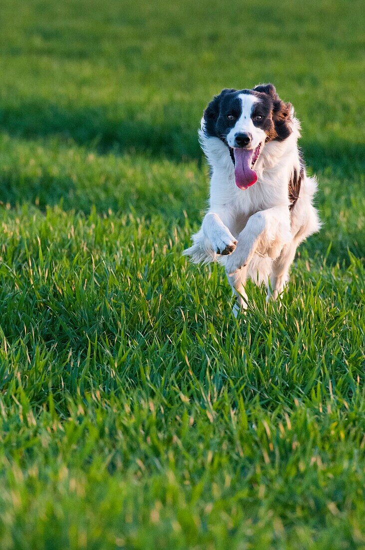 Frankreich, Somme, Crécy-en-Ponthieu, Hund Border-Collie