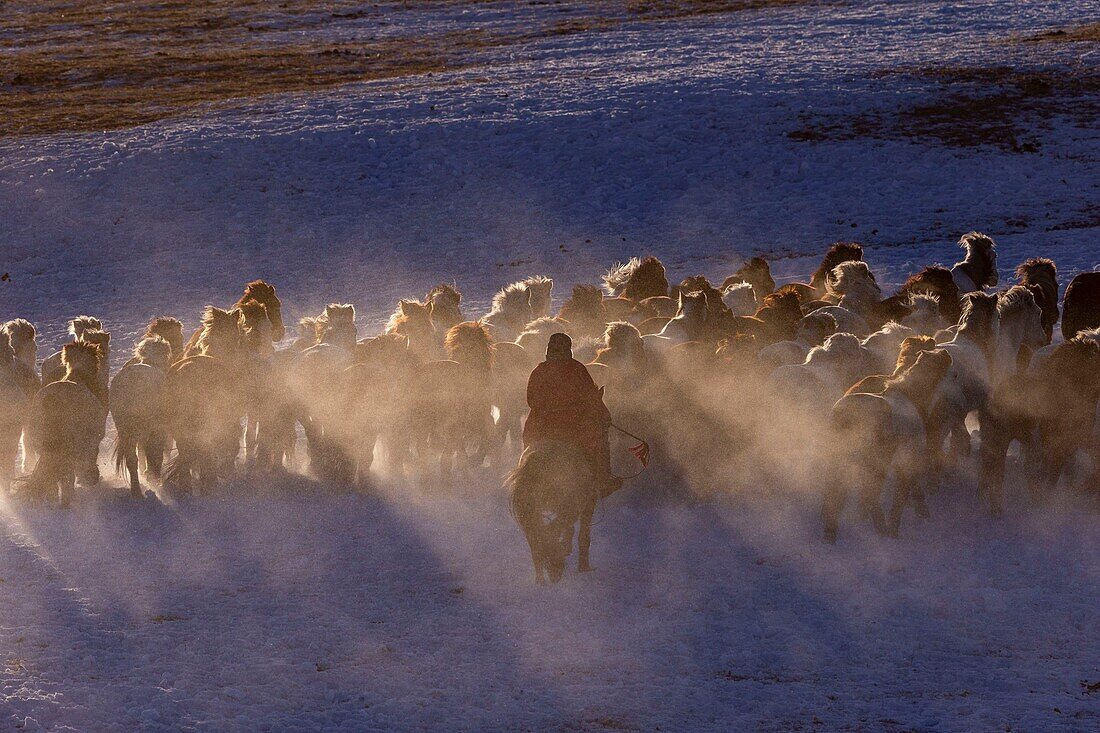 China, Inner Mongolia, Hebei Province, Zhangjiakou, Bashang Grassland, Mongolian horsemen lead a troop of horses running in a meadow covered by snow