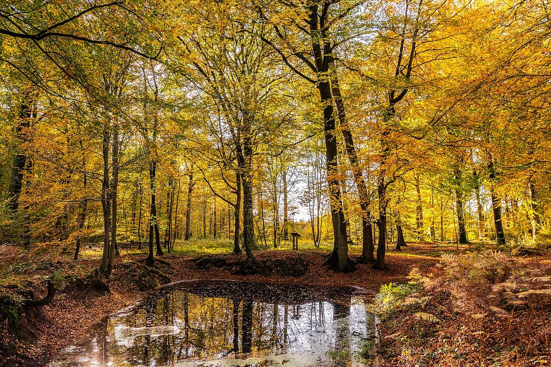 France, Somme, Crecy en Ponthieu, Crecy Forest, The pool of false sun in Crécy forest in autumn