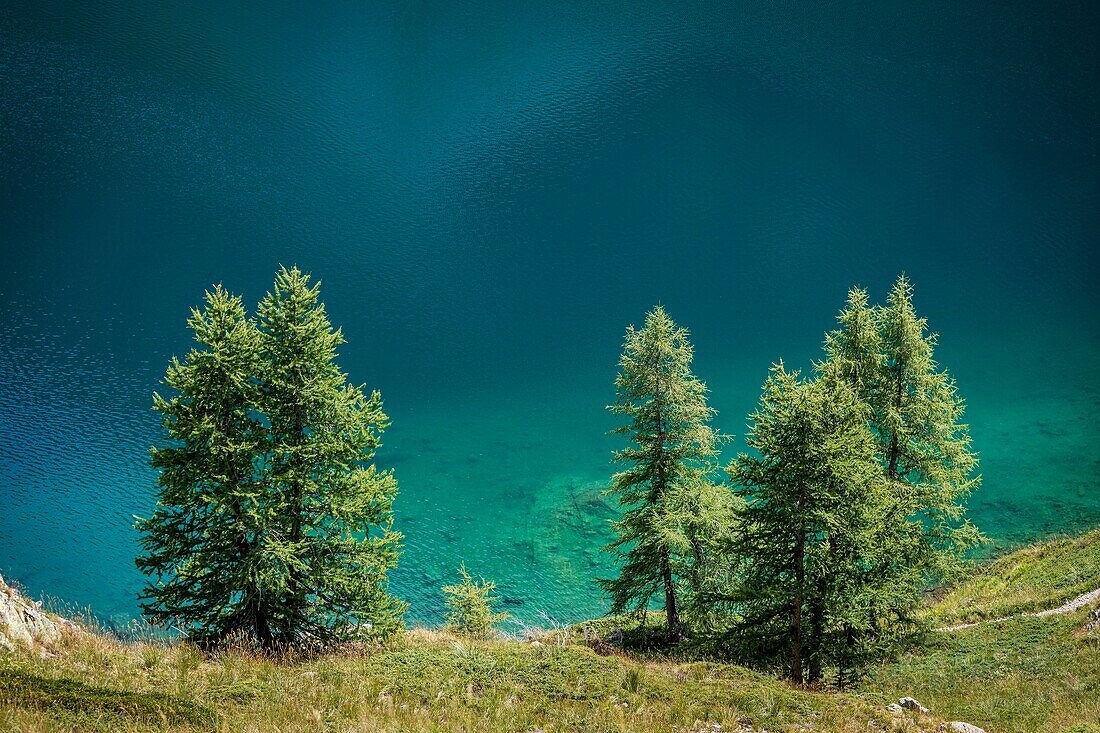 France, Alpes-Maritimes , Mercantour National Park, the Vens lakes, larches at the edge of the great lower lake