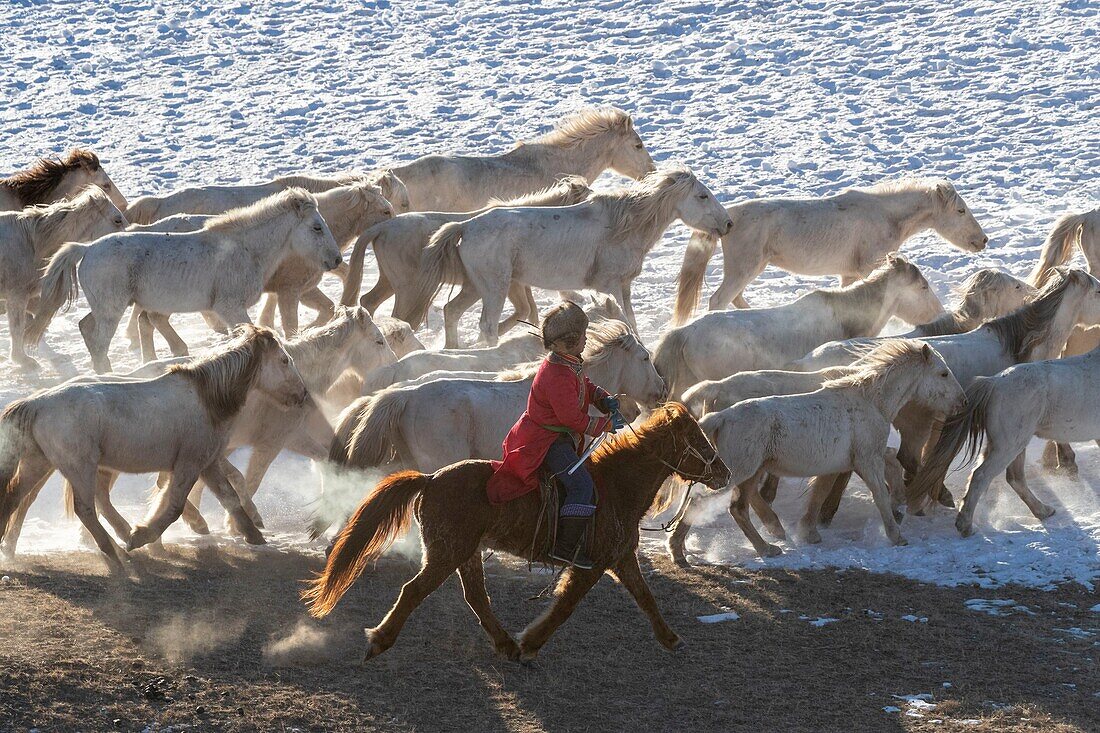 China, Innere Mongolei, Provinz Hebei, Zhangjiakou, Bashang-Grasland, mongolische Reiter führen einen Trupp Pferde über eine schneebedeckte Wiese