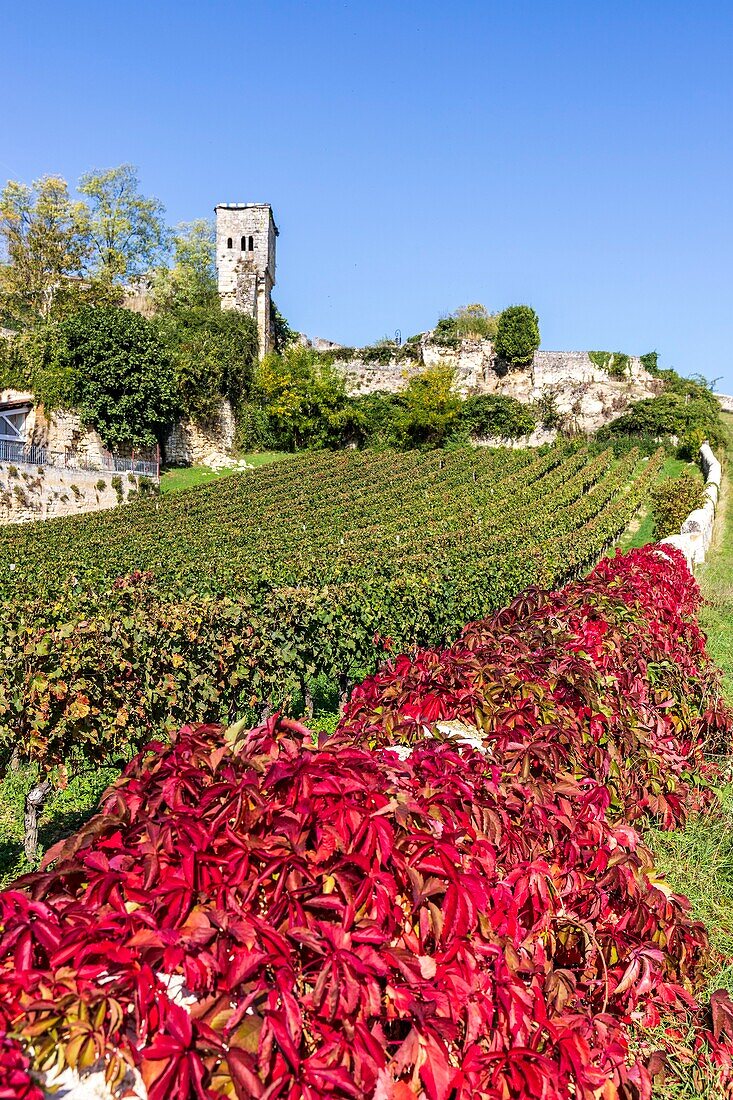 Frankreich, Gironde, Saint-Émilion, von der UNESCO zum Weltkulturerbe erklärt, Weinberg von Bordeaux, Weinbergslandschaft AOC Saint-Emilion