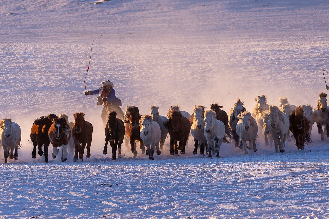 China, Inner Mongolia, Hebei Province, Zhangjiakou, Bashang Grassland, Mongolian horsemen lead a troop of horses running in a meadow covered by snow