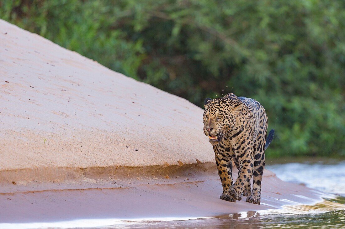 Brazil, Mato Grosso, Pantanal area, jaguar (Panthera onca),hunting along the water of a rio