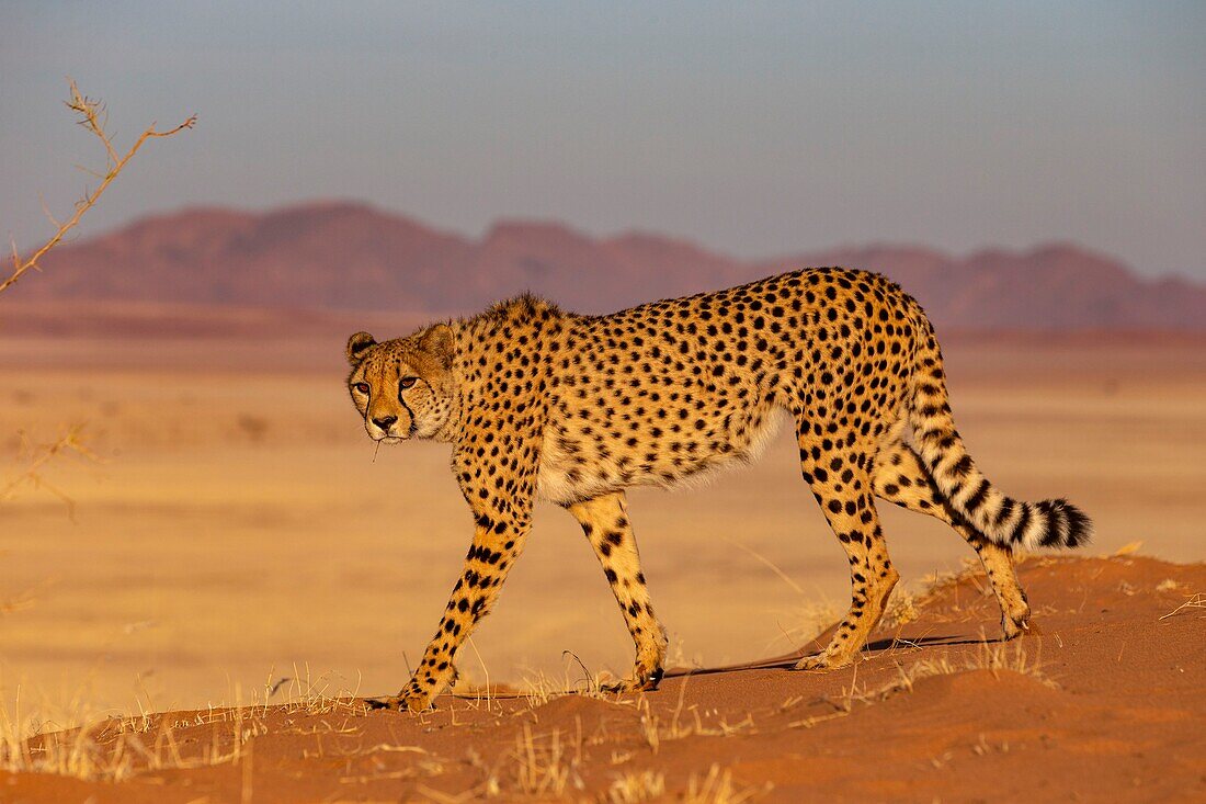 Namibia, Private reserve, Cheetah (Acinonyx jubatus), captive