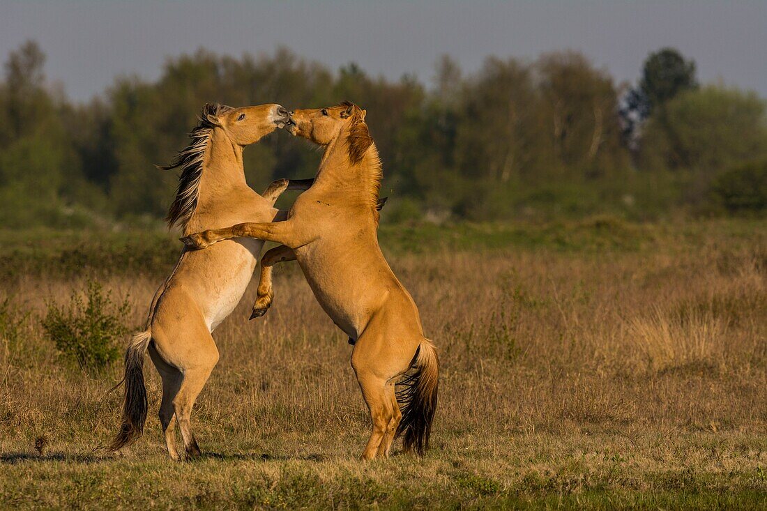 France, Somme, Baie de Somme, Le Crotoy, Friendly jousts between Henson horses in the marshes, this breed was created in the Bay of Somme for equestrian walk and eco-grazing