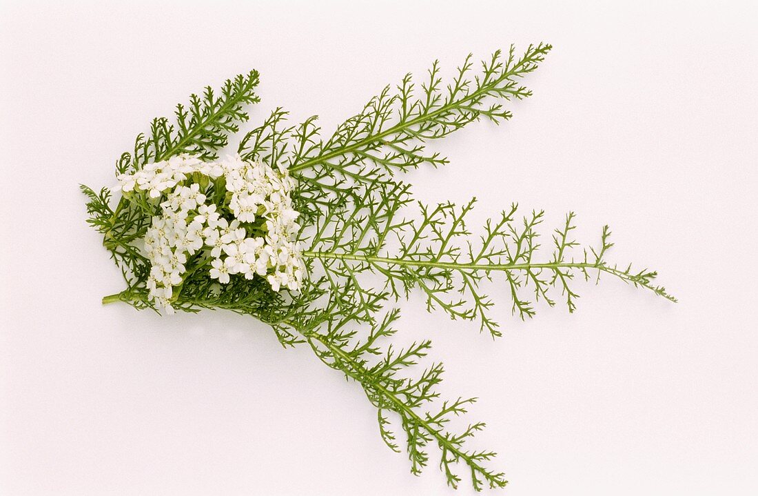 Yarrow, leaves and flowers (Achillea millefolium)