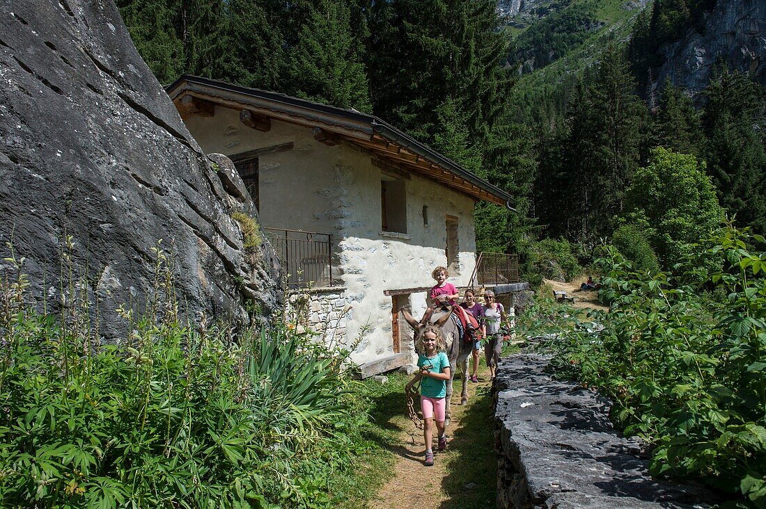 France, Savoie, Mountain of Vanoise, Pralognan Vanoise, a family hiking with a donkey through the hamlet of Cholliere