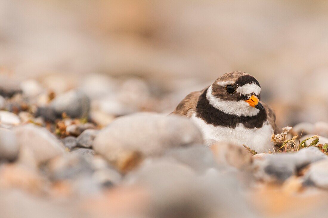 Frankreich, Somme, Baie de Somme, Cayeux-sur-mer, Ault, Le Hâble d'Ault, Flussregenpfeifer (Charadrius hiaticula), auf seinem Nest, in den Kieselsteinen, brütend