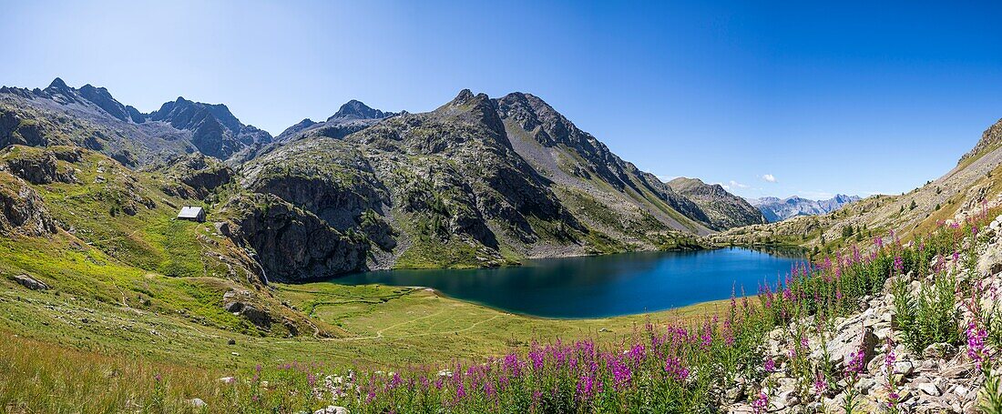 Frankreich, Alpes-Maritimes, Nationalpark Mercantour, die Seen von Vens, der große See Superior (2325m), Blüten des Großen Weidenröschens oder Rosenweidenröschens (Chamerion angustifolium)