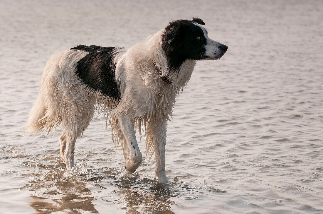 France, Somme, Crécy-en-Ponthieu, Dog Border-Collie