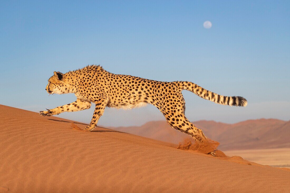 Namibia, Privatreservat, Gepard (Acinonyx jubatus), in Gefangenschaft