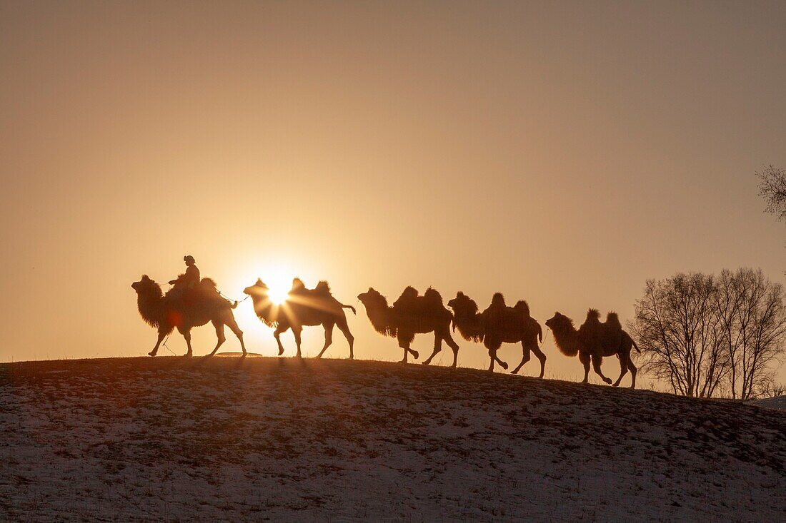 China, Inner Mongolia, Hebei Province, Zhangjiakou, Bashang Grassland, Mongol driving a camel caravan of Bactrian camel (Camelus bactrianus)