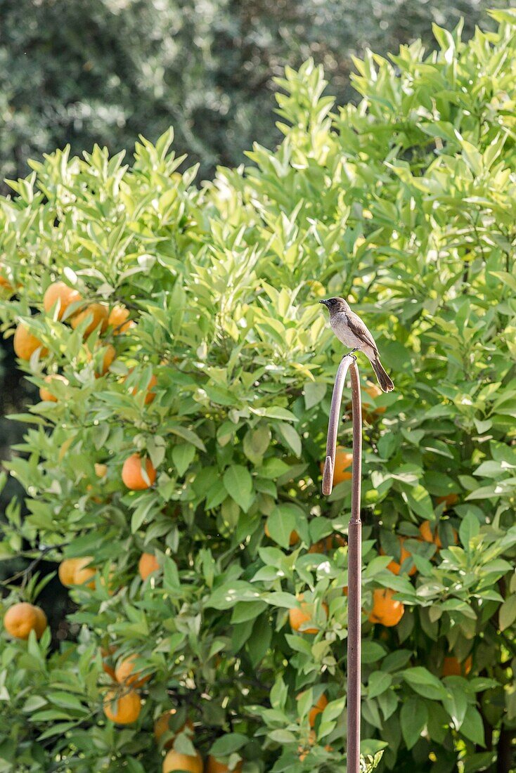 Marokko, Marrakesch, Beldi Country Club, Geschichte: Märchenhafter Rosengarten