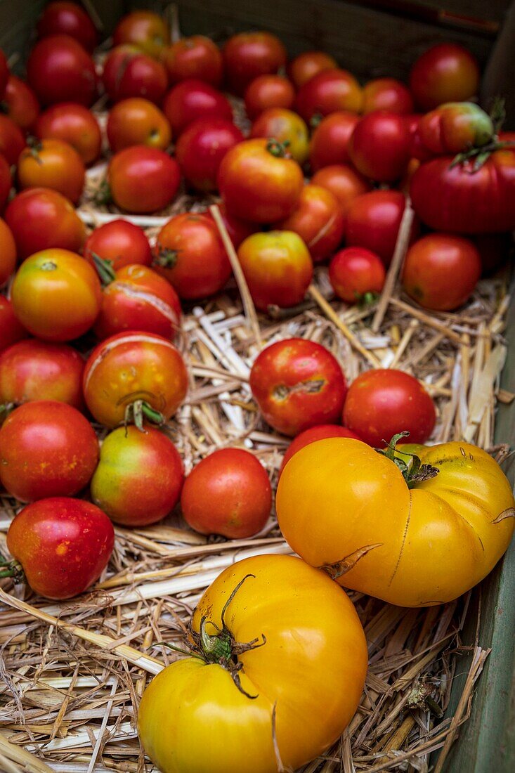 Frankreich, Alpes-de-Haute-Provence, Digne-les-Bains, Provenzalischer Markt am Samstagmorgen, Stand mit Bio-Tomaten