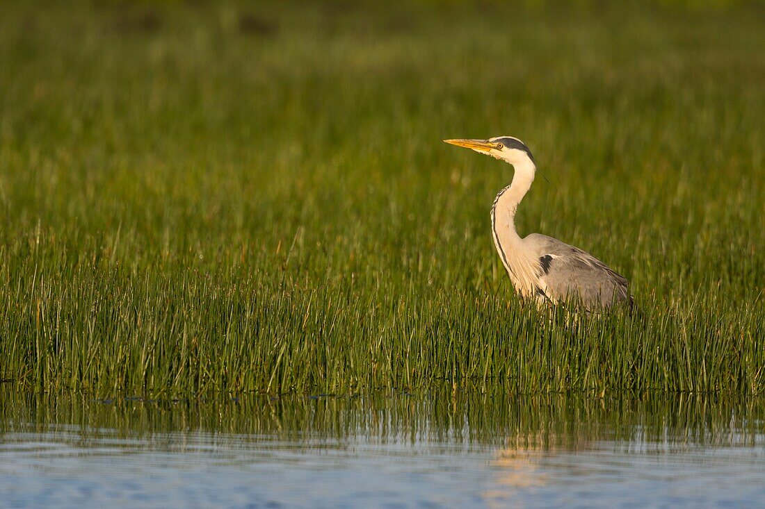 France, Somme, Baie de Somme, Le Crotoy, Crotoy marsh, Gray heron (Ardea cinerea - Gray Heron) on a pond