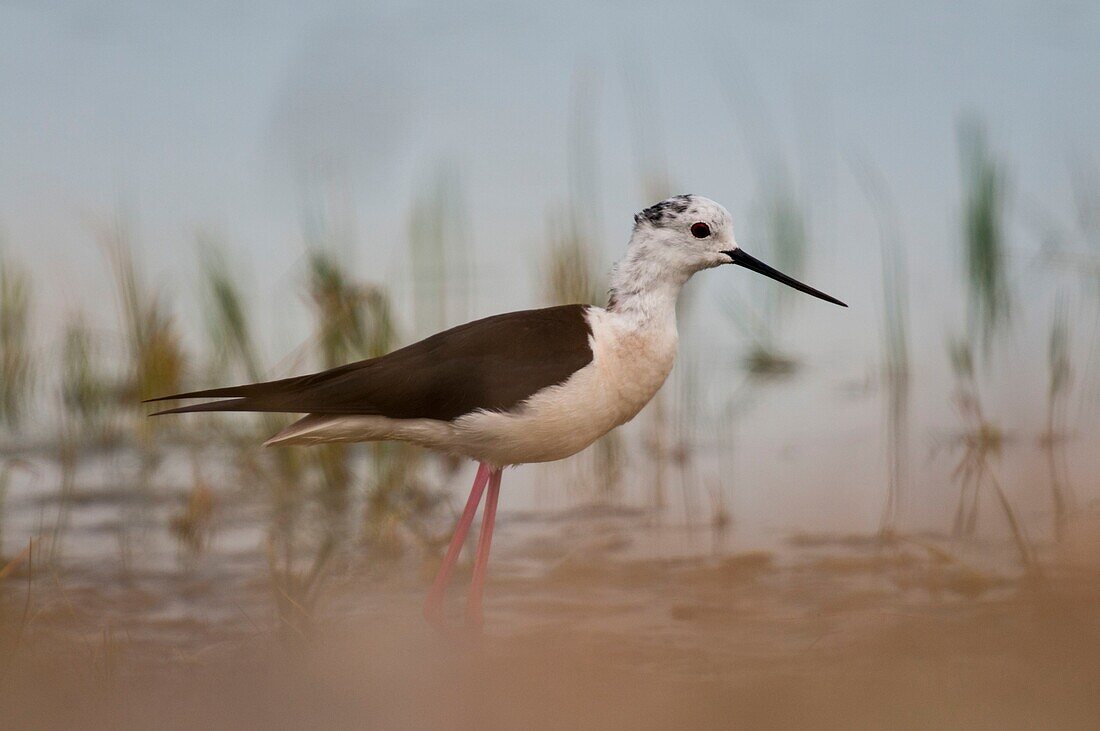 Frankreich, Somme, Somme-Bucht, Cayeux-sur-mer, Ault, Le Hâble d'Ault, Stelzenläufer (Himantopus himantopus)