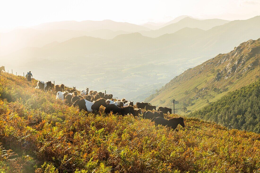 France, Pyrenees Atlantiques, Basque Country, Ascain, Transhumance of pottoks on the occasion of Pastore Lorea