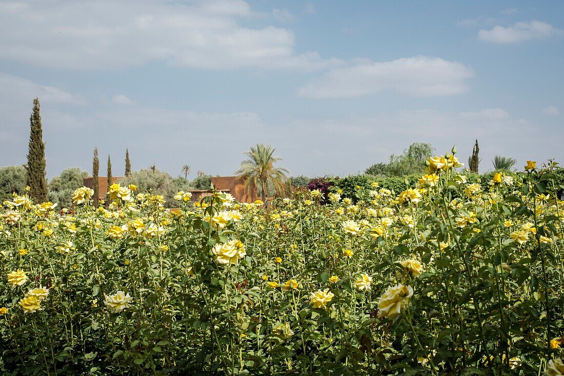 Marokko, Marrakesch, Beldi Country Club, Geschichte: Märchenhafter Rosengarten