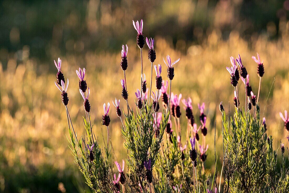 Spanien, Extremadura, Nationalpark Monfragüe, französischer Lavendel (Lavandula stoechas)