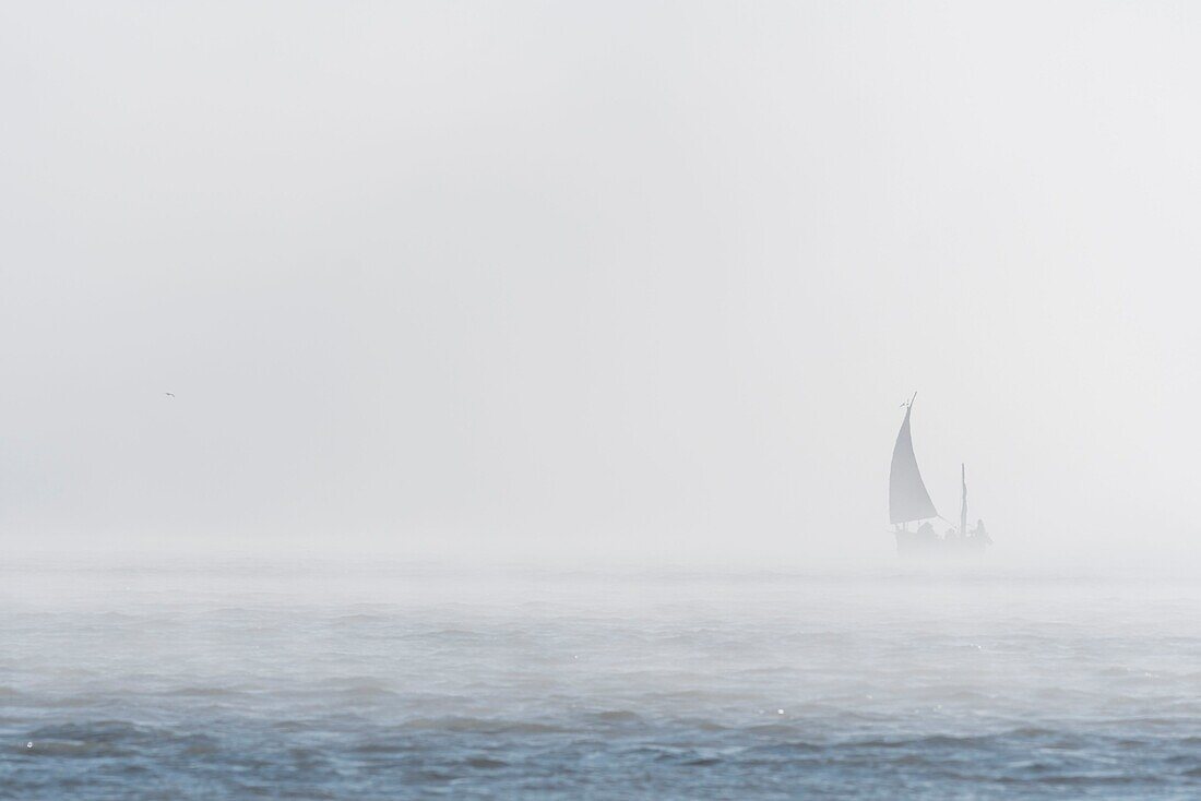 Frankreich, Somme, Baie de Somme, Le Hourdel, Flobart im Nebel