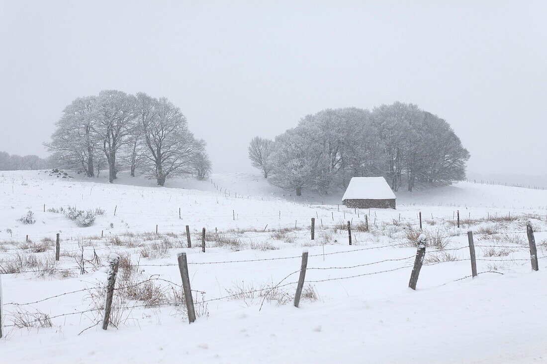 France, Puy de Dome, farm near Picherande, Parc Naturel Regional des Volcans d'Auvergne (Regional Nature Park of Volcans d'Auvergne)