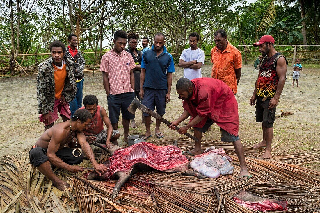 Papua-Neuguinea, Golfprovinz, Dorf Toare, traditionelles Fest namens Mumu, Zubereitung eines Schweins