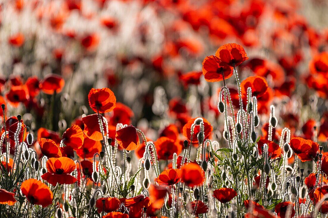 France, Somme, Baie de Somme, Saint-Valery-sur-Somme, Poppies (Papaver rhoeas)