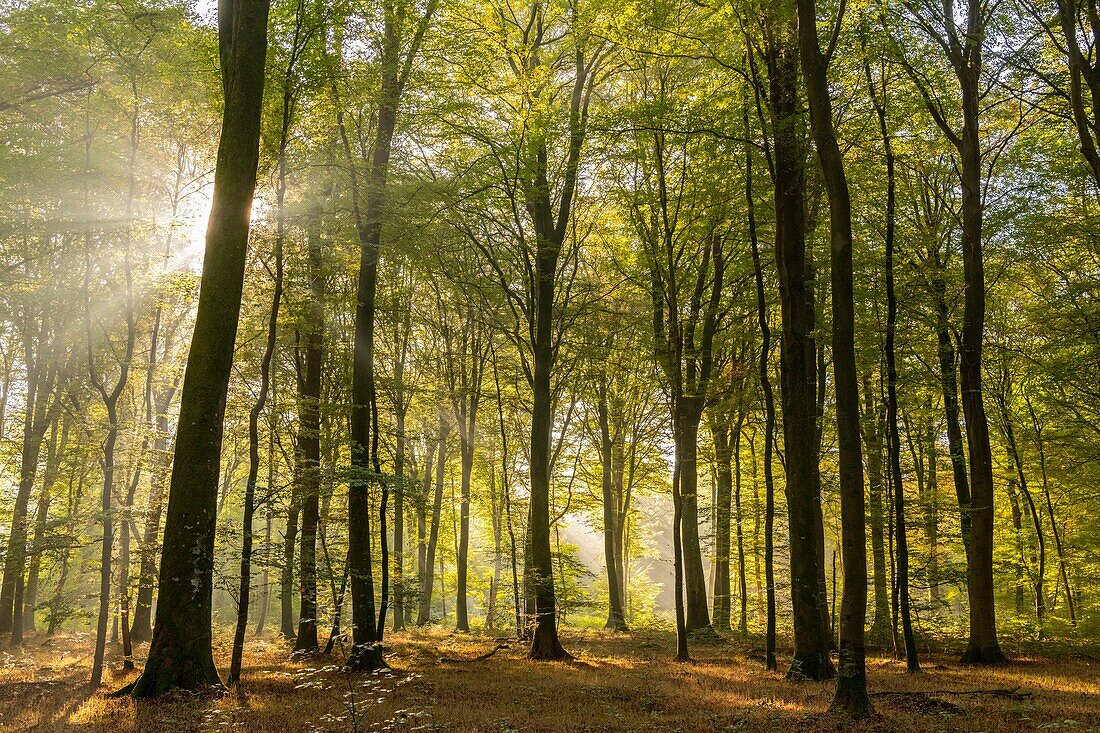 Frankreich, Somme, Crécy-en-Ponthieu, Wald von Crécy, Sonnenstrahlen im Laub der Bäume im Wald von Crécy