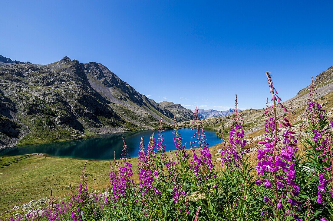 France, Alpes-Maritimes, Mercantour National Park, the lakes of Vens, the great lake superior (2325m), flowers of the great willowherb or rosebay willowherb (Chamerion angustifolium)