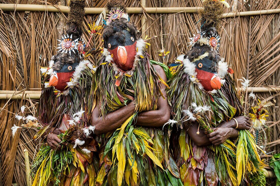 Papua New Guinea, Gazelle peninsula, New Britain island, East New Britain province, Rabaul, Kokopo, National Mask Festival, members a sing-sing group dressed like birds