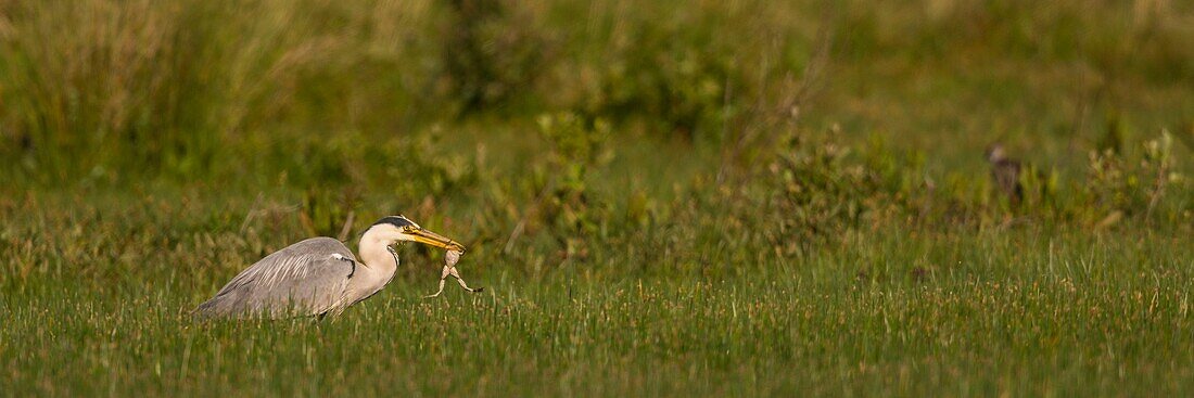 France, Somme, Baie de Somme, Le Crotoy, Crotoy marsh, Gray heron who caught a frog (Ardea cinerea - Gray Heron) on a pond