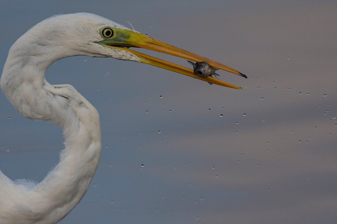 France, Somme, Somme Bay, Le Crotoy, Crotoy marsh, Great Egret fishing (Ardea alba)