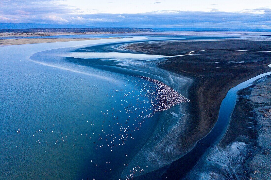 Kenia, Magadi-See, Rift Valley, Zwergflamingos (Phoeniconaias minor) (Luftaufnahme), in der Morgendämmerung