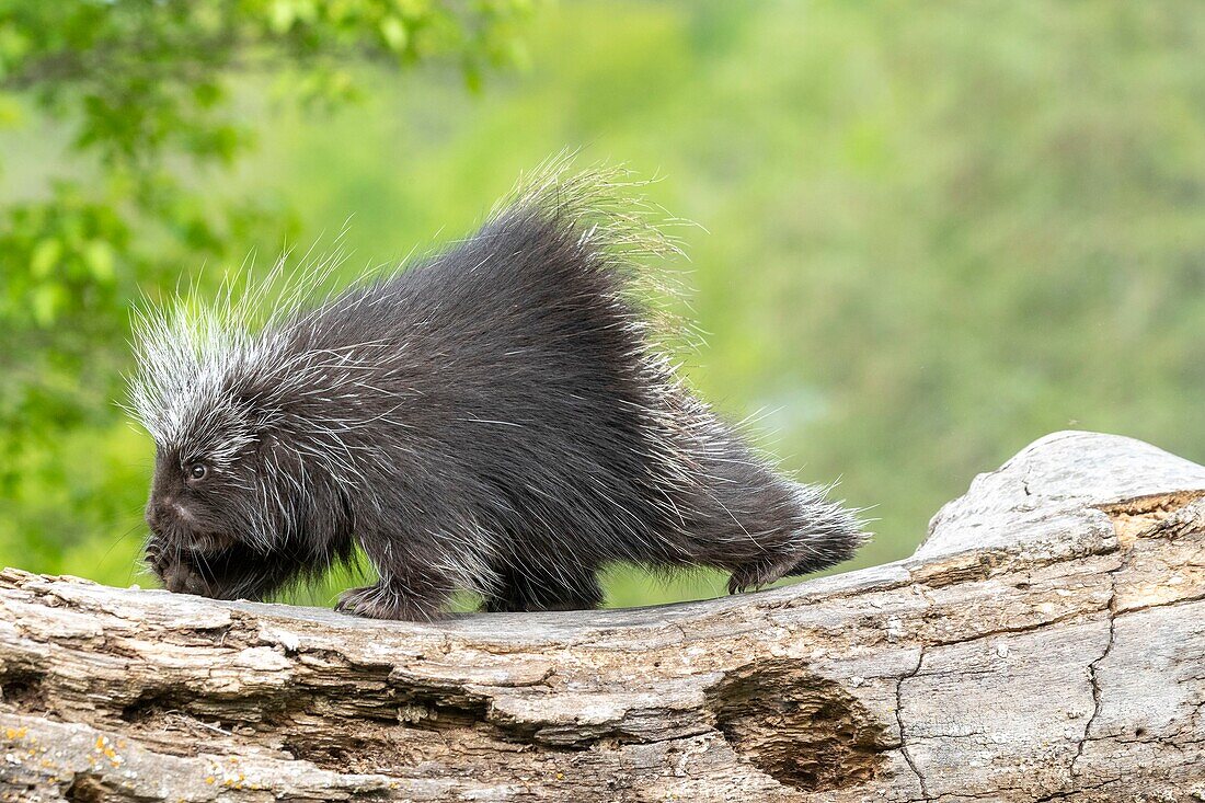 United States, Minnesota, North American Porcupine (Erethizon dorsatum), captive