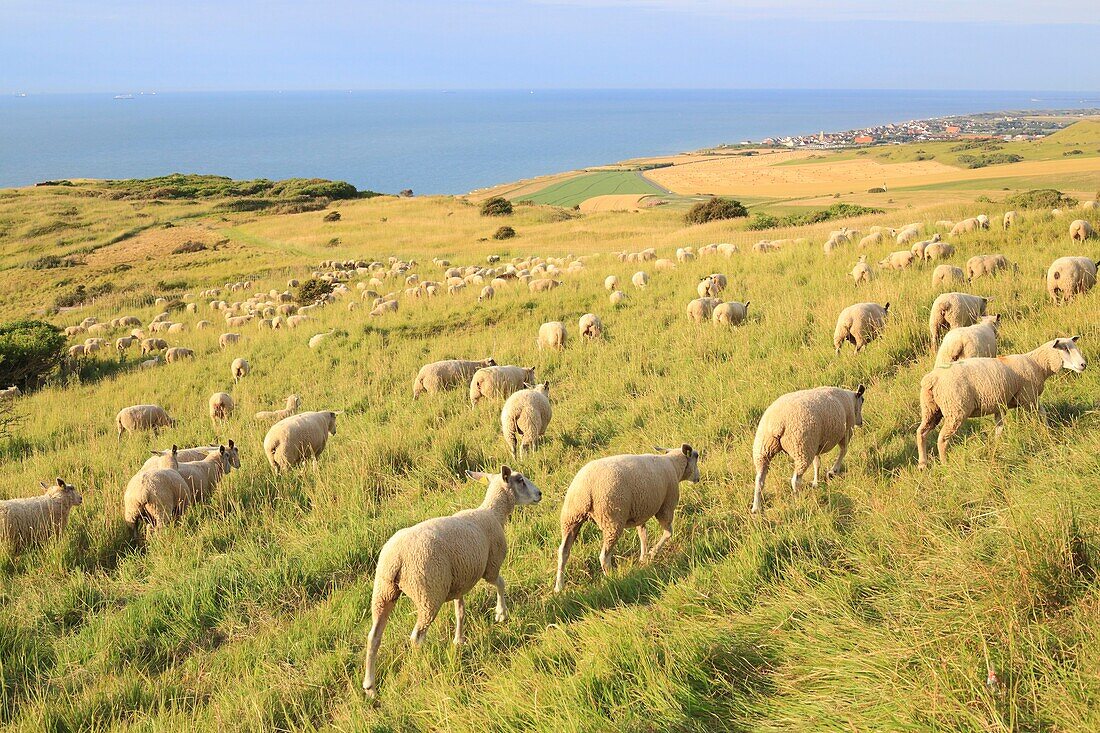 France, Pas de Calais, Escalles, Cap Blanc Nez (labeled Grand Site of France and part of the regional natural park of caps and marshes of Opal), sheep of Boulogne breed in the pastures with Sangatte in the background