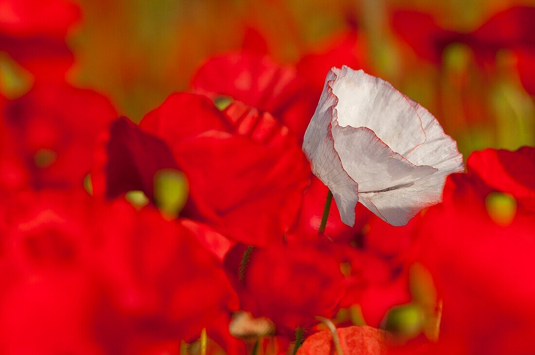 France, Somme, Baie de Somme, Saint-Valery-sur-Somme, Poppies (Papaver rhoeas) including an atypical white