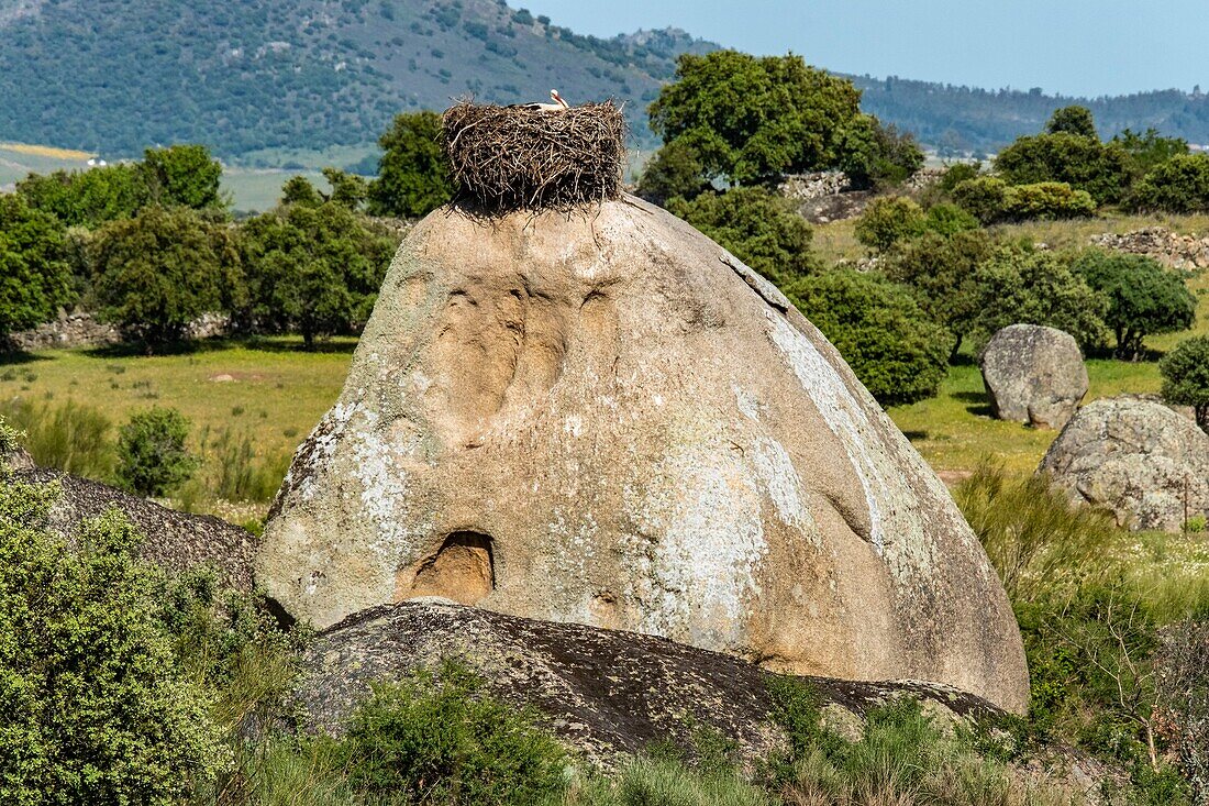 Spain, Extremadura, Los Barruecos Natural Monument, granitique rocks and nests of white storks